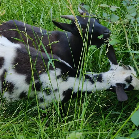 D'hotes De Jacobiel Verlhac-Tescou